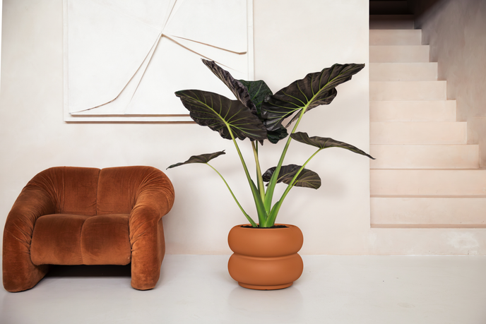 amber roll low 60 caramello